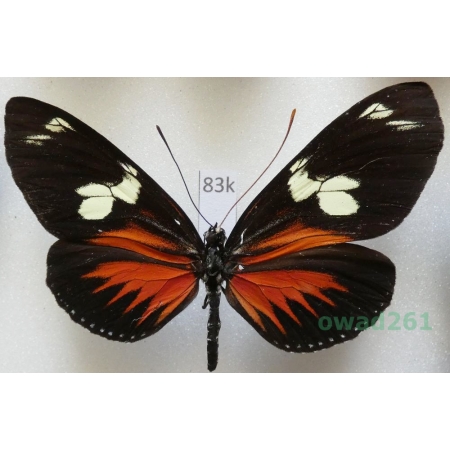 Heliconius doris doris (Linnaeus, 1771) Peru 69mm83k